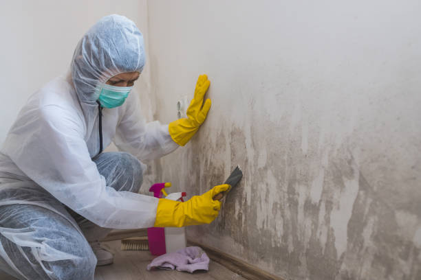 Best Real Estate Mold Inspection  in New Egypt, NJ