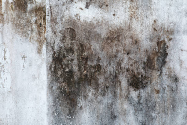 Mold Remediation for Rental Properties in New Egypt, NJ