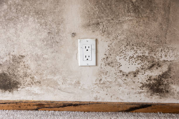 Best Real Estate Mold Inspection  in New Egypt, NJ