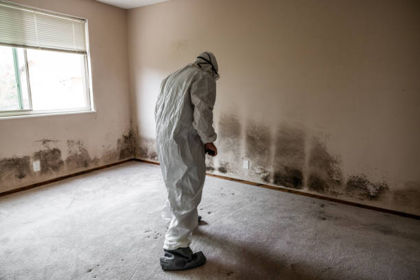 Best Comprehensive Air Testing for Mold Contaminants  in New Egypt, NJ